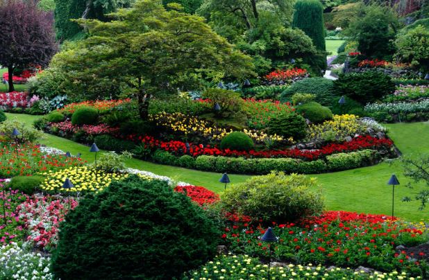 rain garden